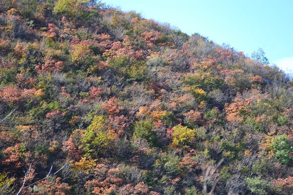DSC_0604.JPG